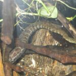 Tentacled_Snake_at_Zoo