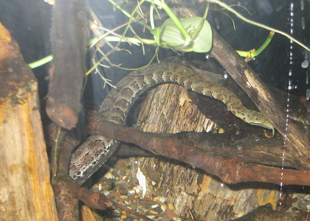 Tentacled_Snake_at_Zoo