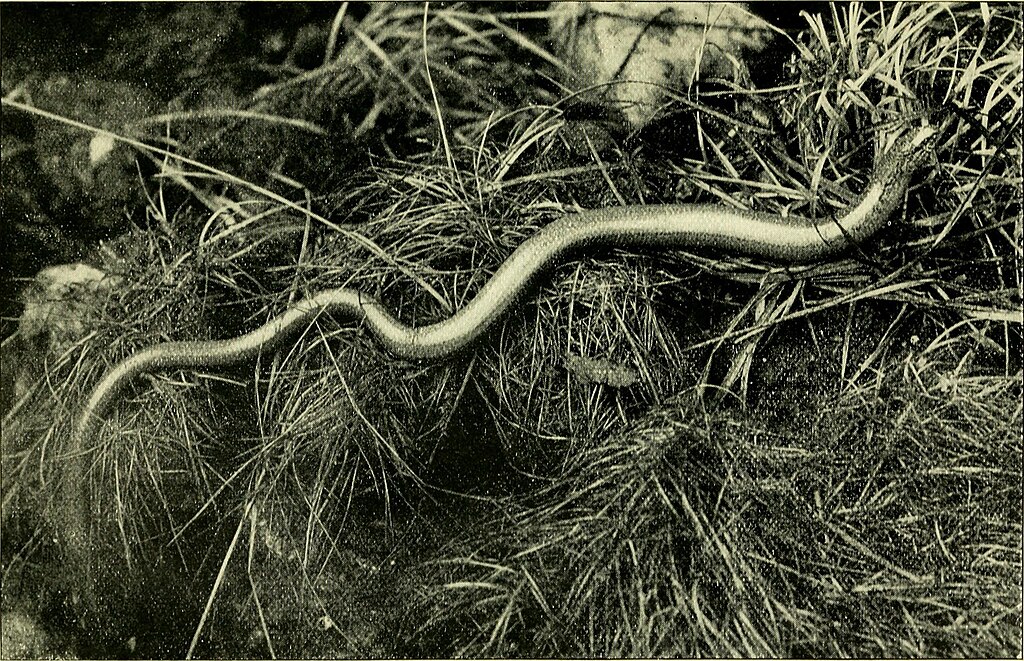 The_life-history_of_British_lizards_and_their_local_distribution_in_the_British_Isles_