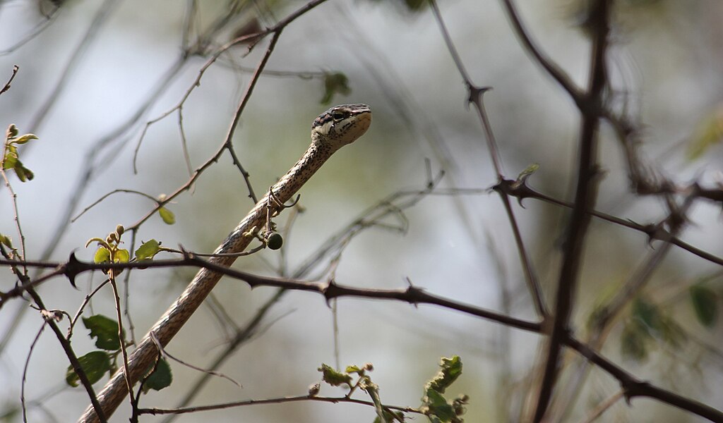 Thelotornis_capensis