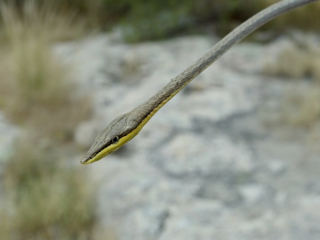 Thornscrub_vine_snake_Oxybelis_microphthalmus