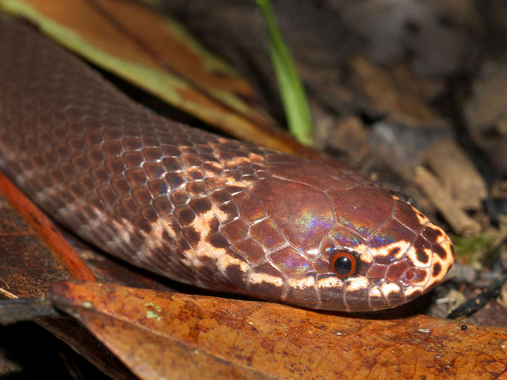 Unidentified_Brook_snake_(Pseudoxyrhophus_sp.),_Vohimana_reserve,_Madagascar_(11808089953)