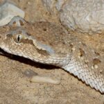 Viperidae-_Cerastes_gasperettii_mendelssohni_(Arabian_Horned_Viper)