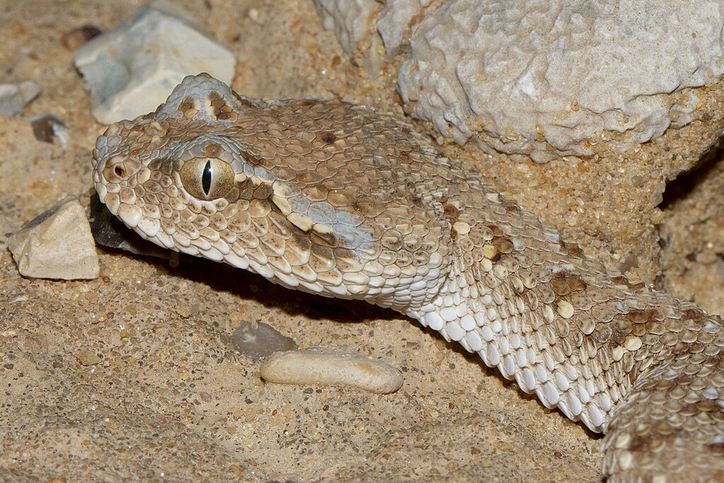 Viperidae-_Cerastes_gasperettii_mendelssohni_(Arabian_Horned_Viper)