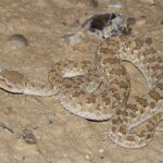 Viperidae-_Cerastes_gasperettii_mendelssohni_(Arabian_Horned_Viper)_-_40751813483