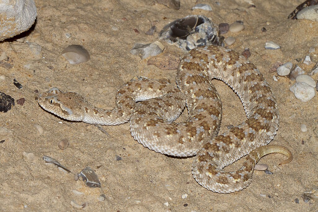 Viperidae-_Cerastes_gasperettii_mendelssohni_(Arabian_Horned_Viper)_-_40751813483