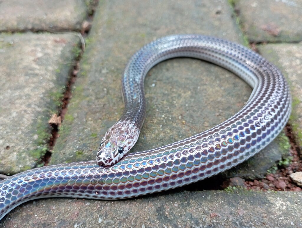Xenopeltis_unicolor_297959179