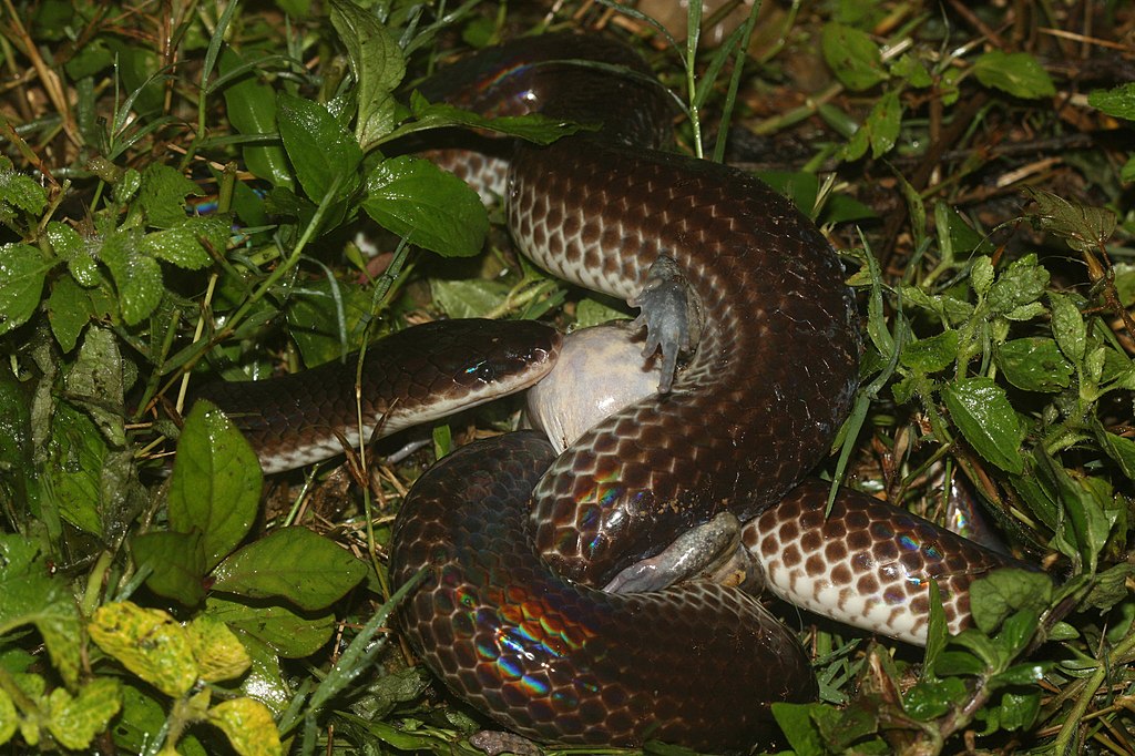 Xenopeltis_unicolor_4496527