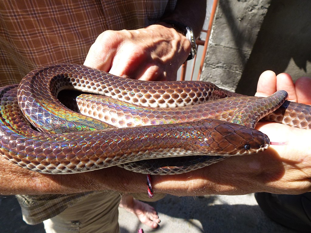 Xenopeltis_unicolor_