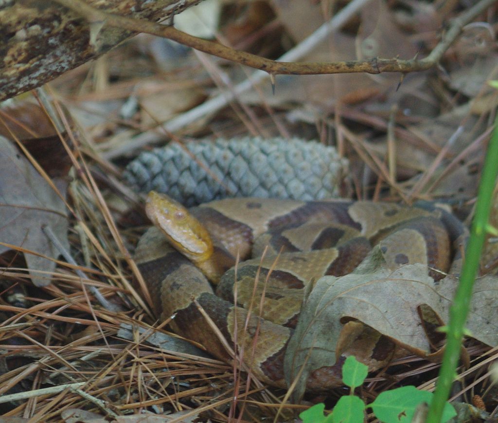 YR_Copperhead_(14541827234)