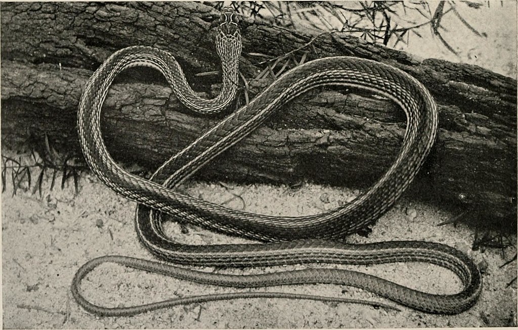 shield-nosed snake