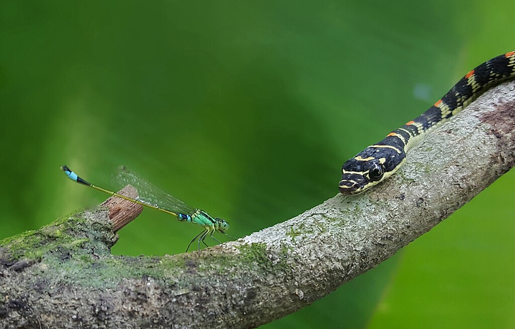 Paradise flying snake