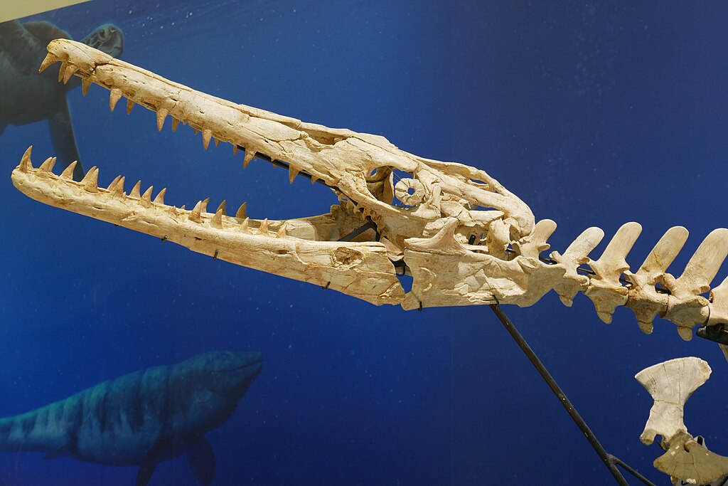 skeleton of snake