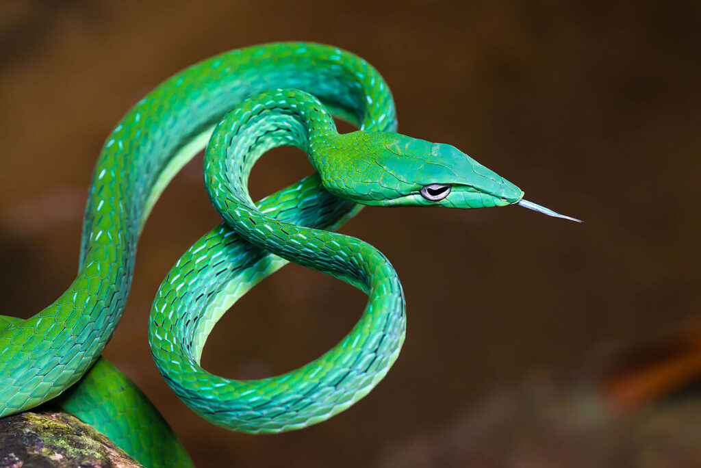 Asian vine snakes (Ahaetulla prasina) - Wikipedia