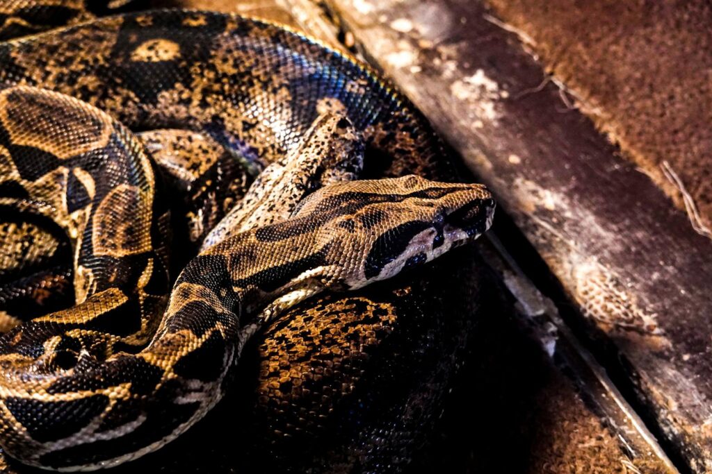 High-resolution close-up of a coiled boa constrictor on a textured surface, showcasing its scales.