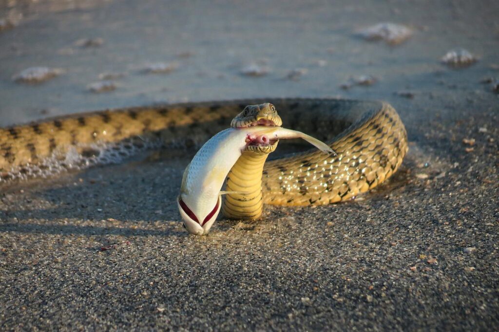 A snake in the process of eating a fish on a sandy beach, showcasing wildlife behavior.