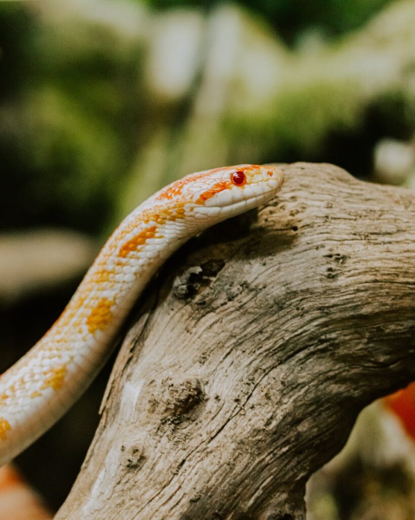 Detailed close-up of an Okeetee Corn Snake resting on a textured branch in a natural setting.