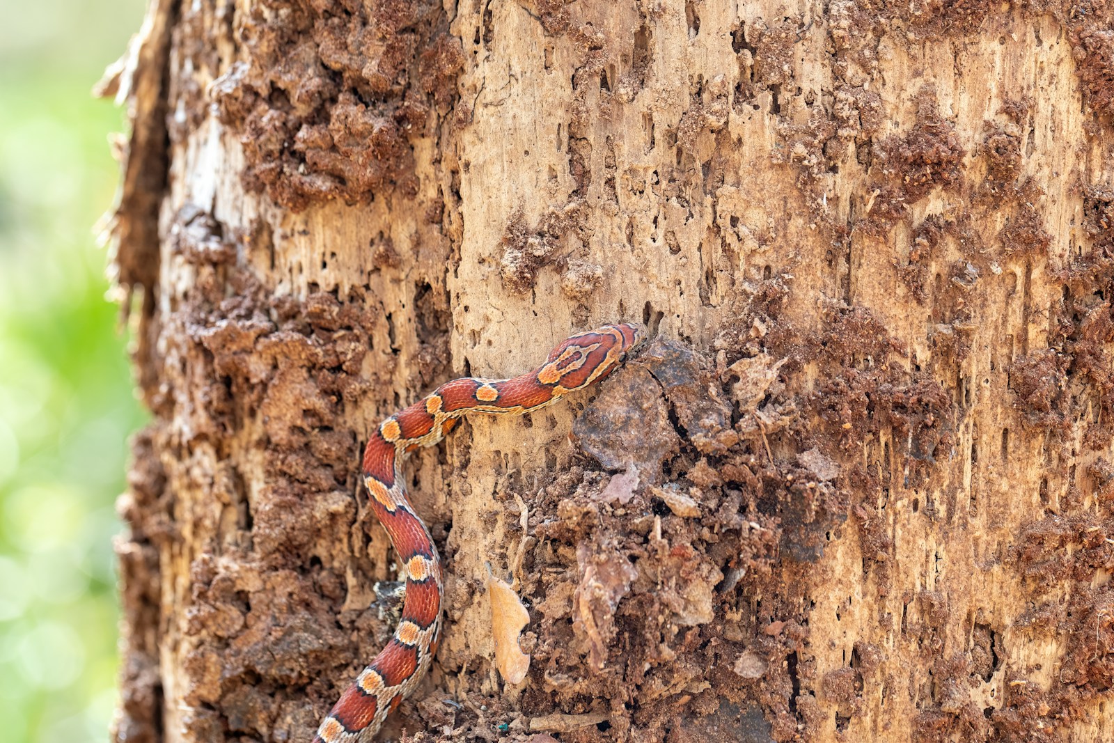 A corn snake climbing up a tree trunk