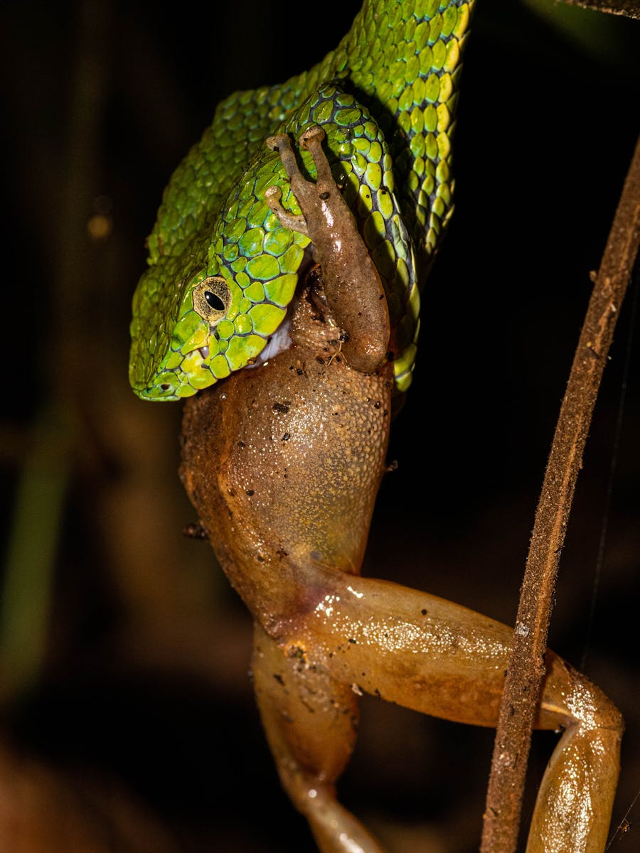 A green snake captures a frog in a dramatic wildlife scene in Costa Rica.