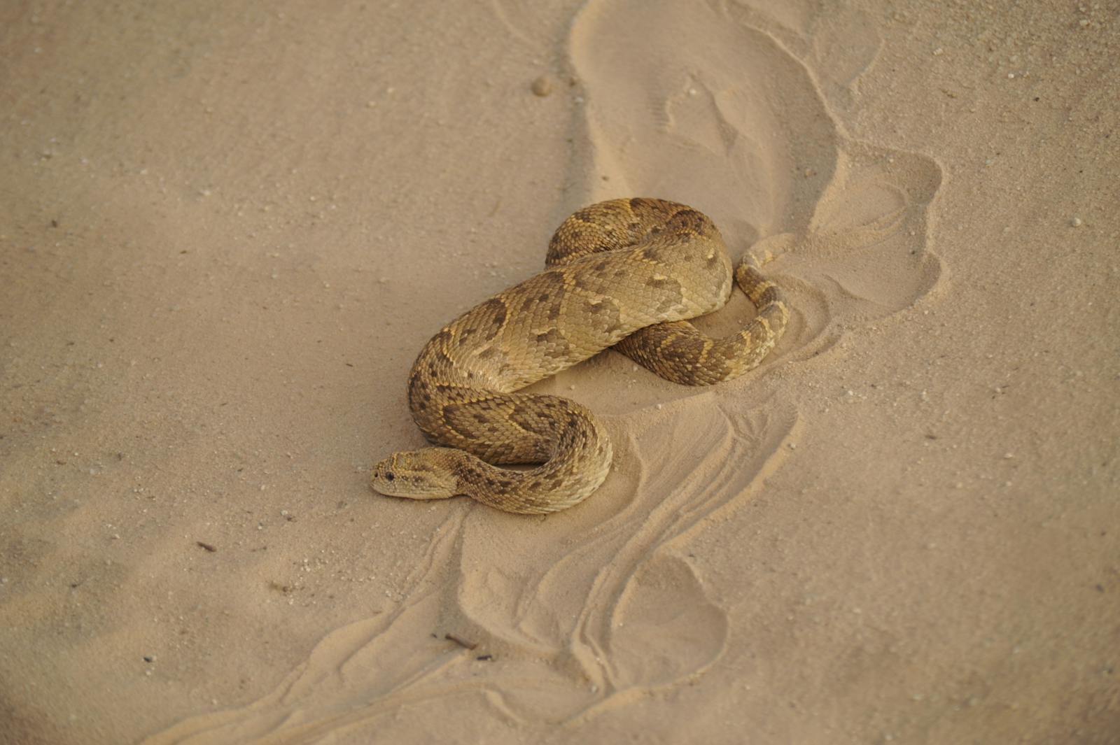Close-up of a puff adder snake camouflaged in desert sand for wildlife photography.