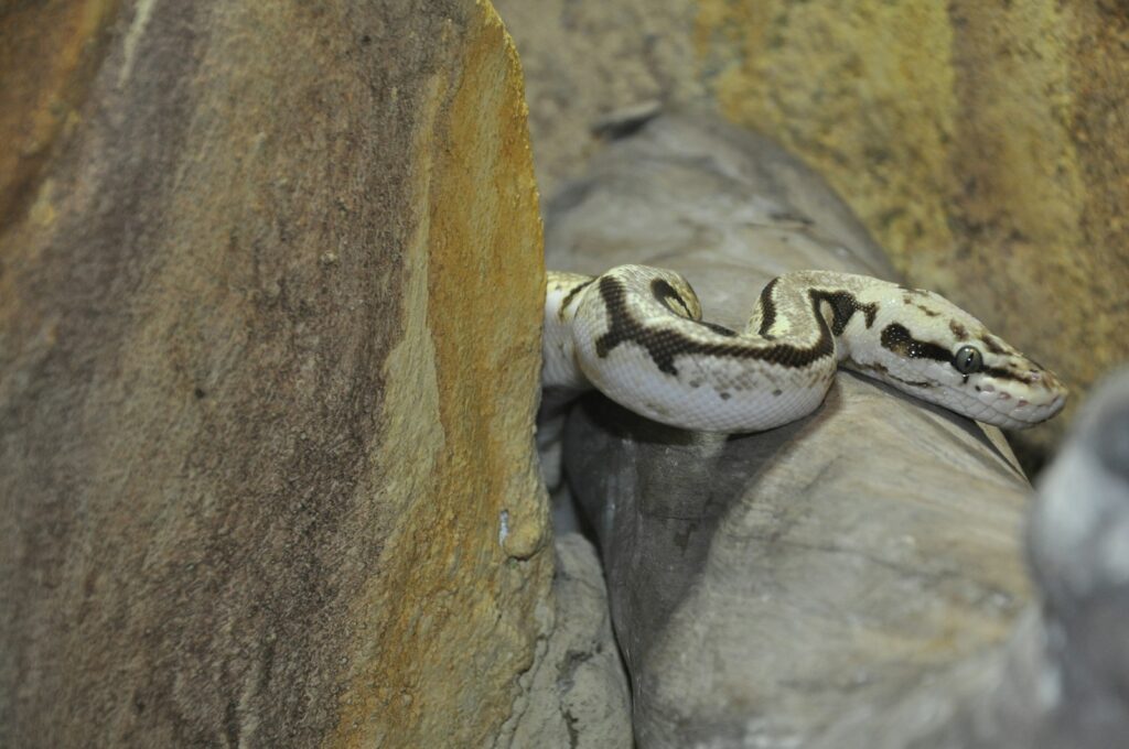 A white and brown snake on a rock