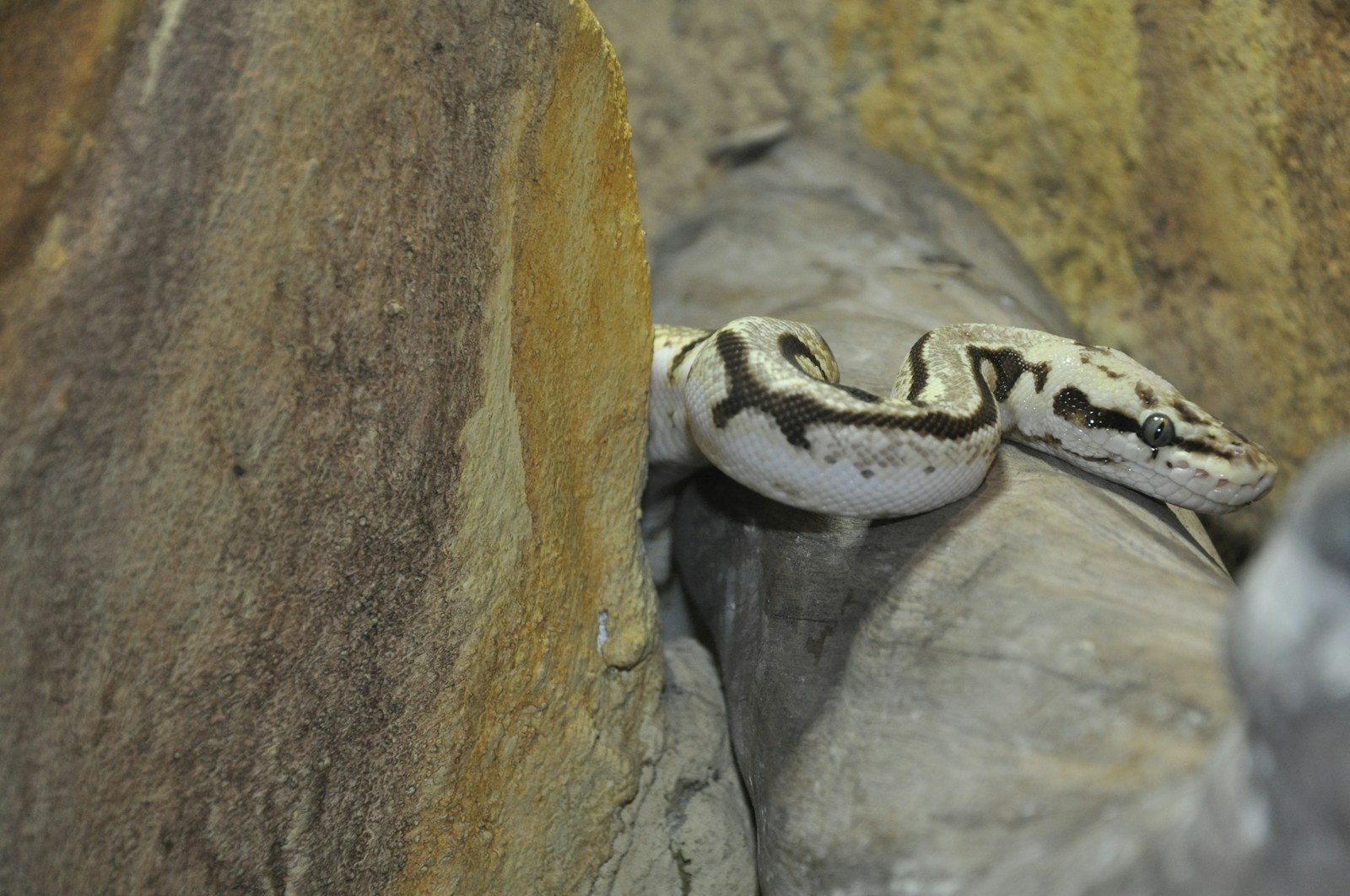 A white and brown snake on a rock