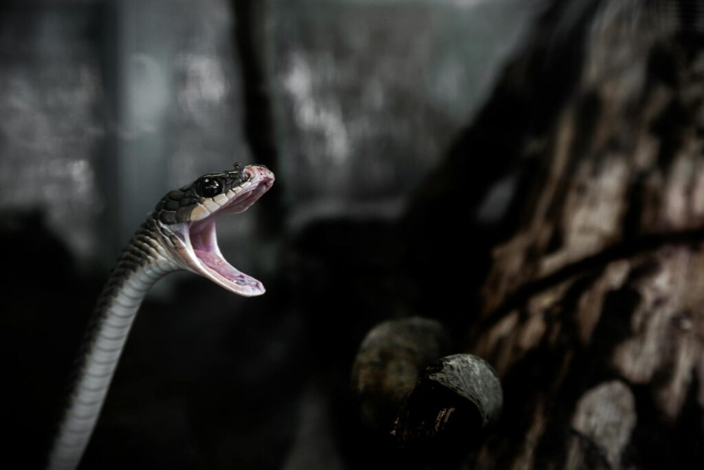 Dramatic close-up of a Black mamba with open mouth in a dark, forest-like setting.