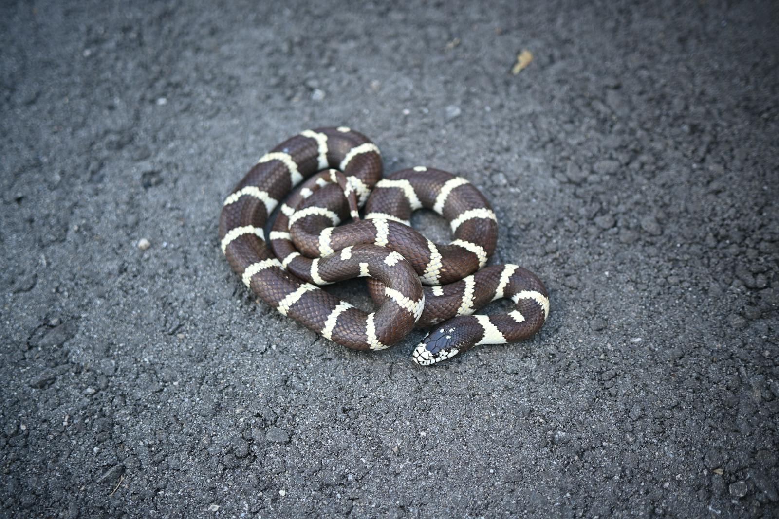Close-up of a coiled California kingsnake on a textured surface highlighting its distinctive pattern.