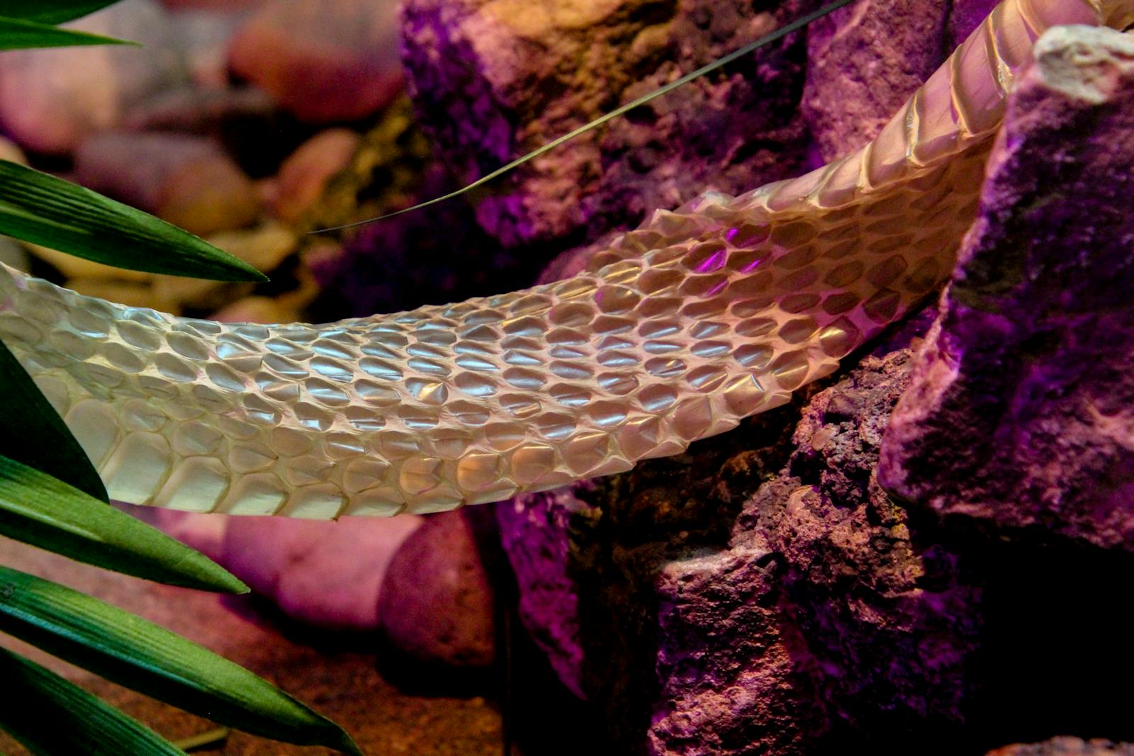 Vibrant image capturing a snake molt against a rocky terrain.