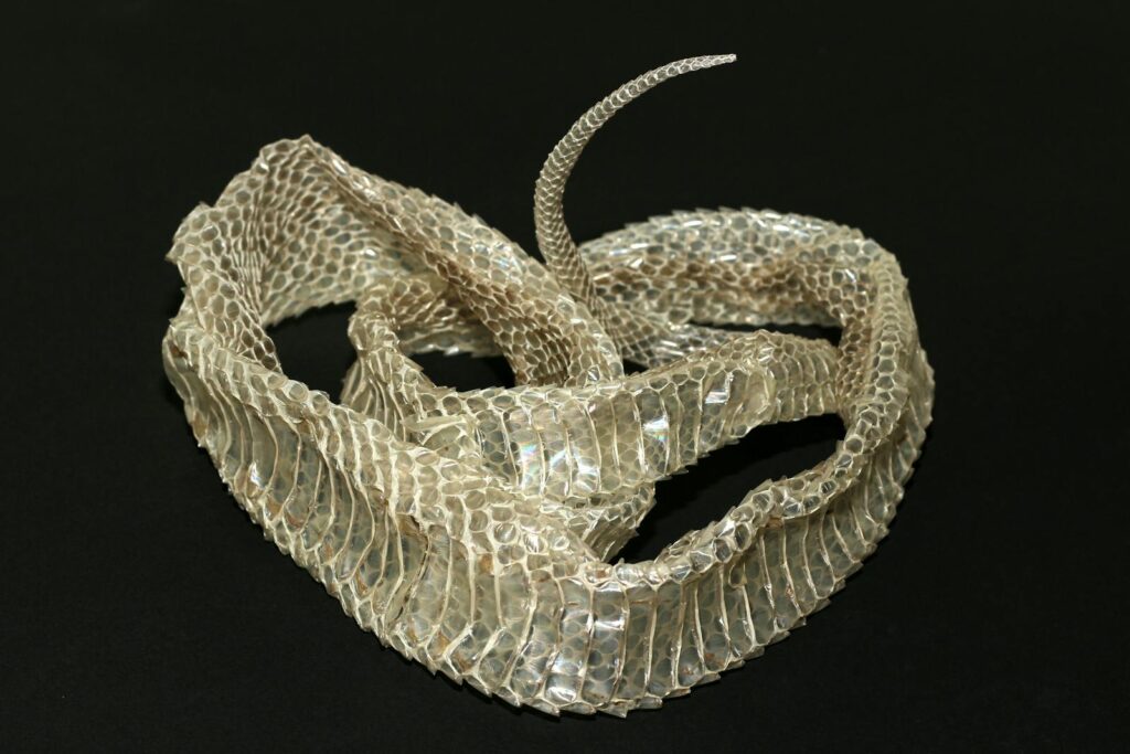 Close-up view of a snakeskin, showing texture and pattern on a dark background.