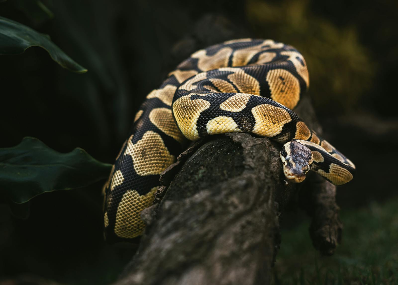 Mamba elegantly rests on a tree branch in a dark forest setting.