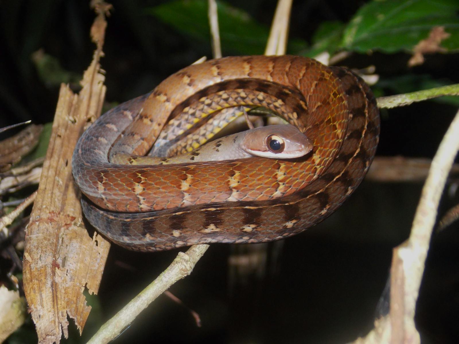 Close-up of a brown snake coiled on a branch in Brazil's Atlantic Forest at night.