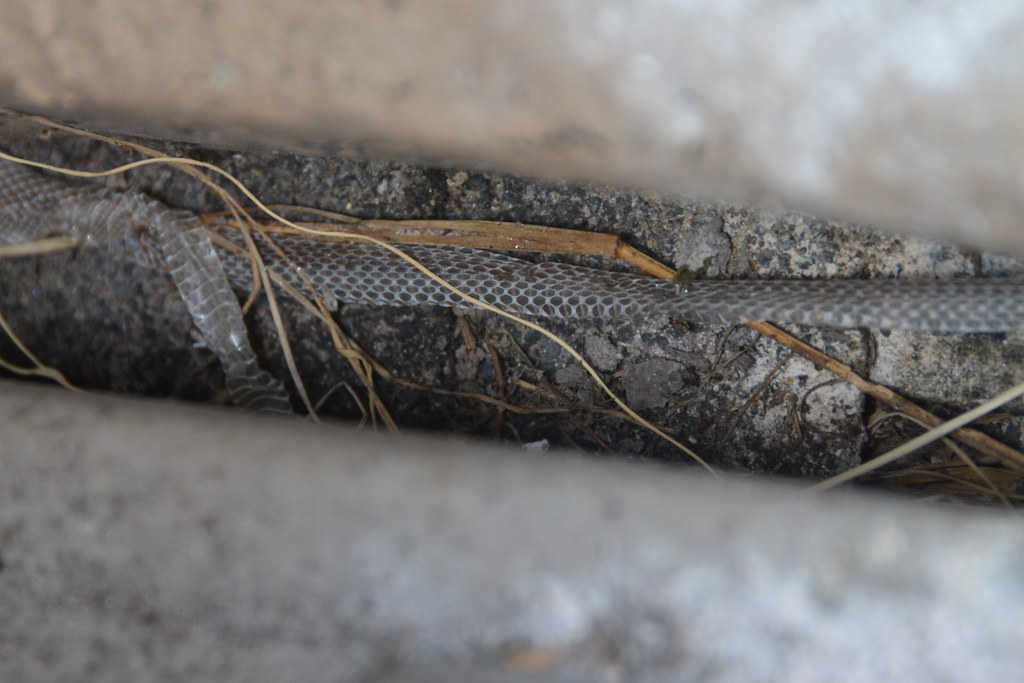 Snake shed- image via Toboytter