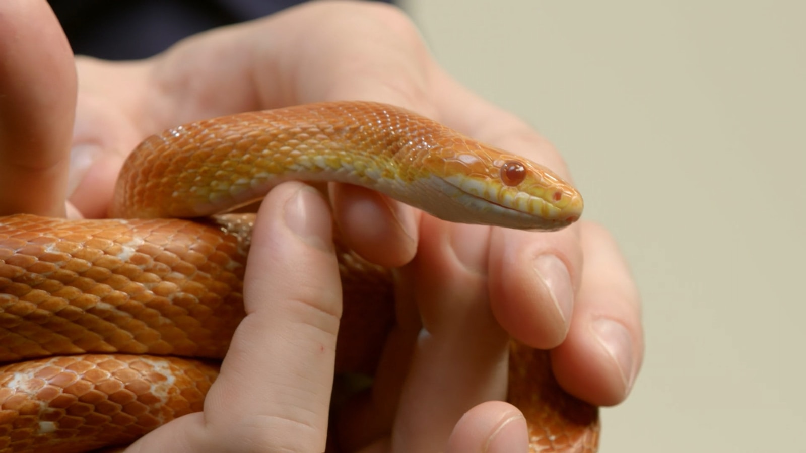 A person holding a brown snake in their hands