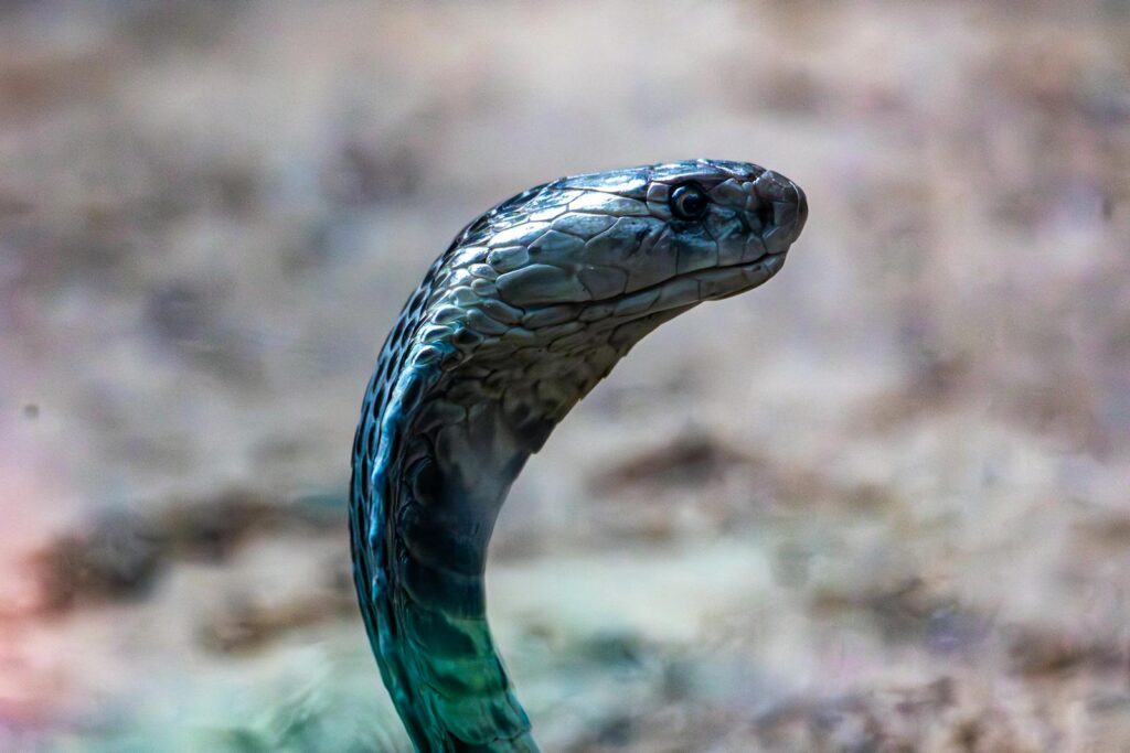 Intimate portrait of a Black Mamba snake showcasing its detailed scales in natural light.