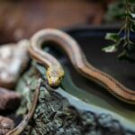 A detailed close-up of a non-venomous garter snake in a naturalistic habitat.