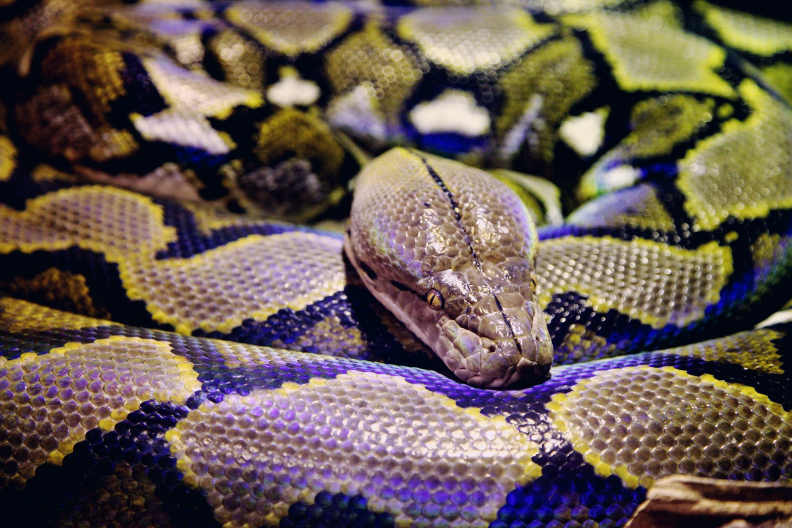 Gray and black python
