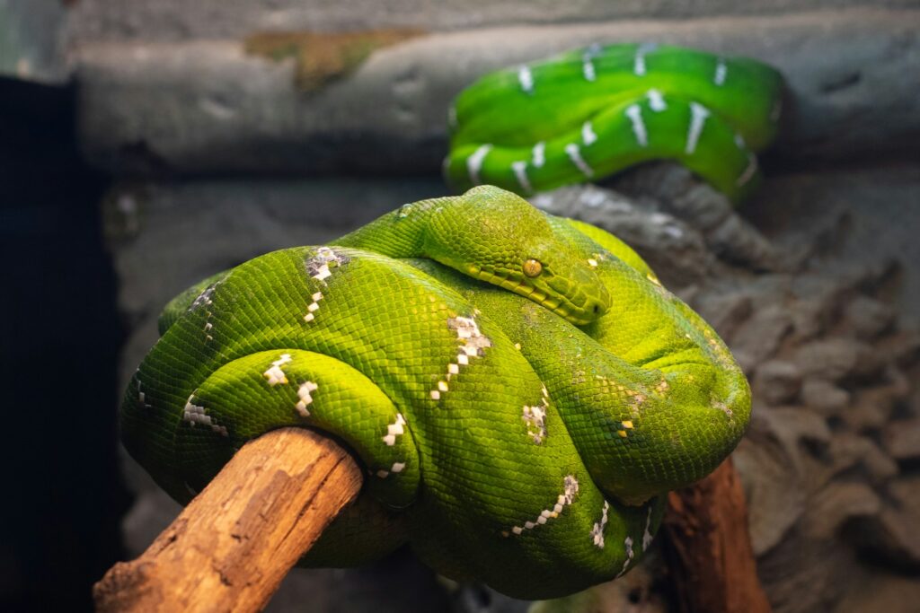 Two green snakes