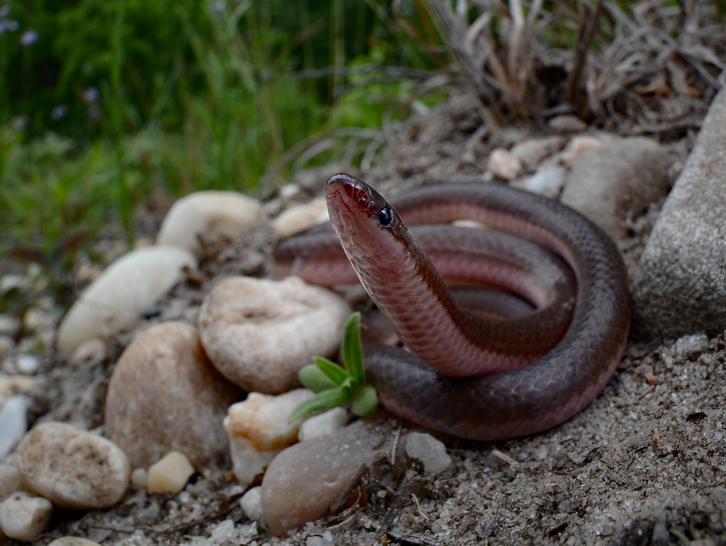 The eastern worm snake (Carphophis amoenus amoenus