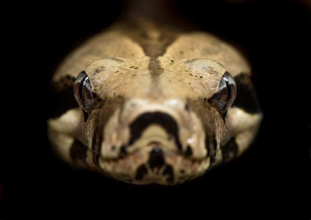 A close up image of a python
