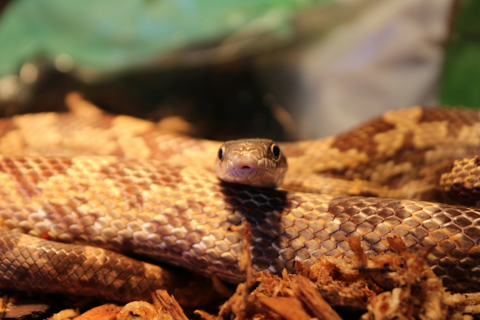 a small brown snake on a brown branch