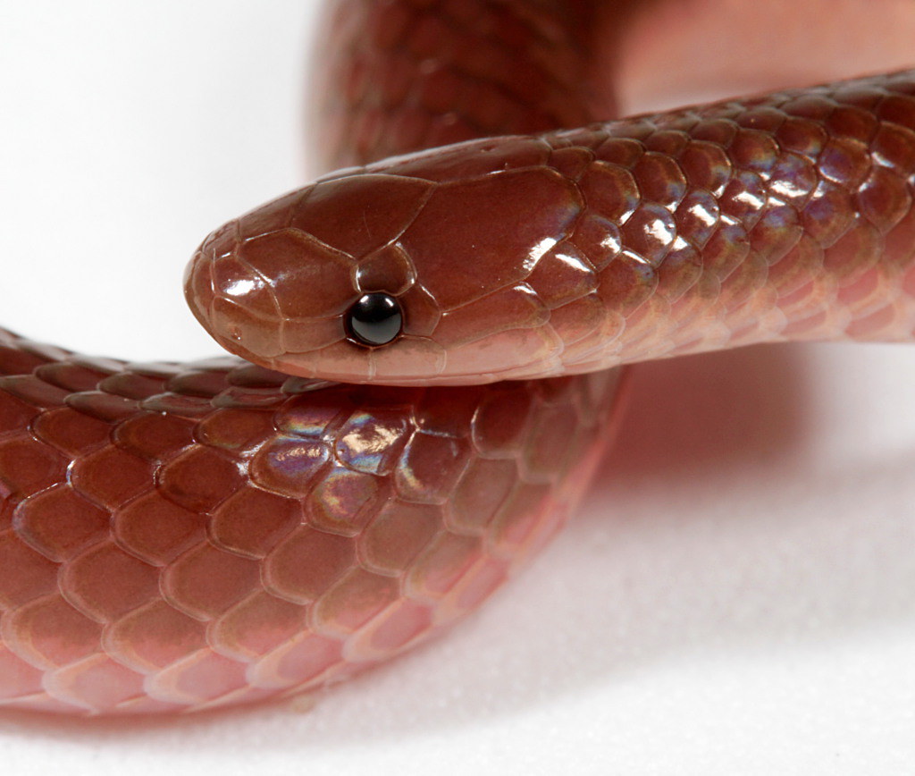 The eastern worm snake (Carphophis amoenus amoenus )- image via wikimedia commons