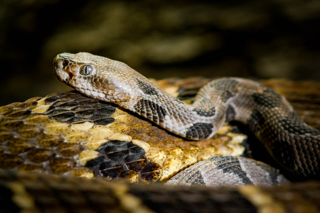 Timber Rattlesnake