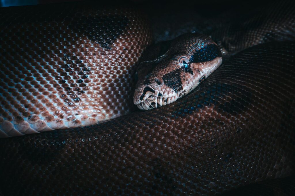 Detailed view of a Mamba snake with its scales in focus, creating a mysterious vibe.