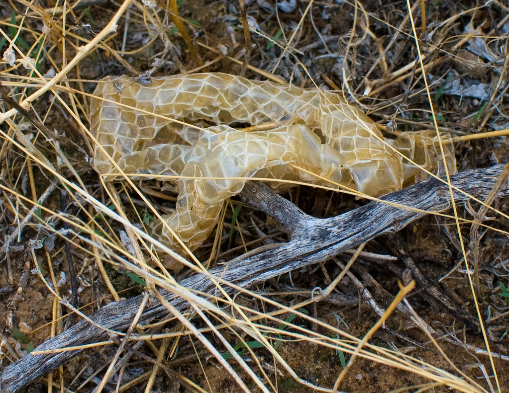 Snake shed- image via Paul Garland.