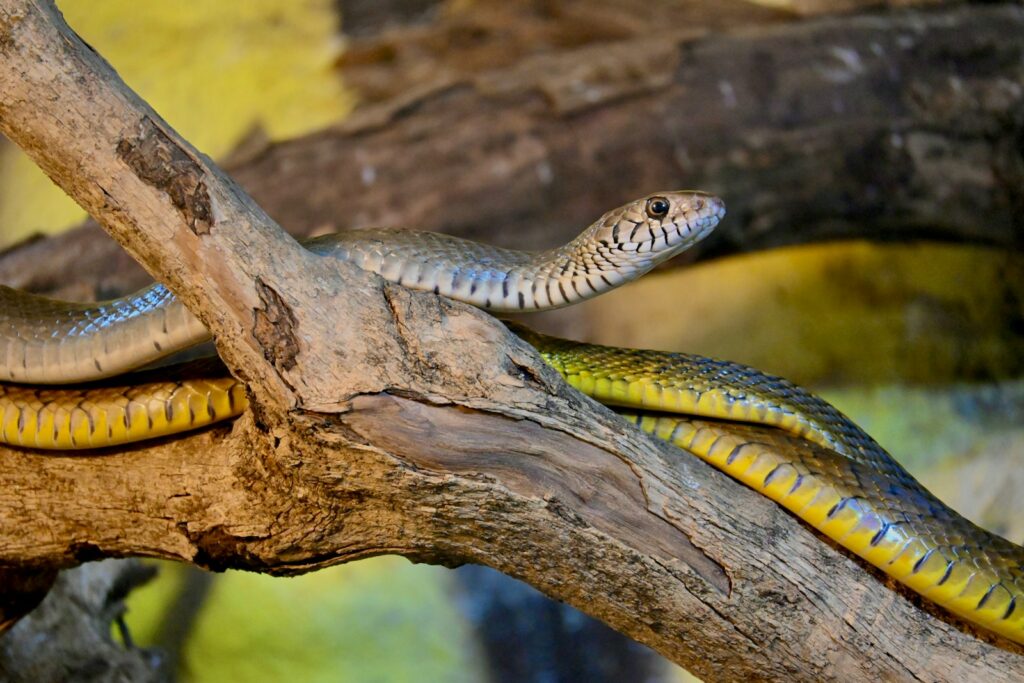 A yellow and black snake on a tree branch.