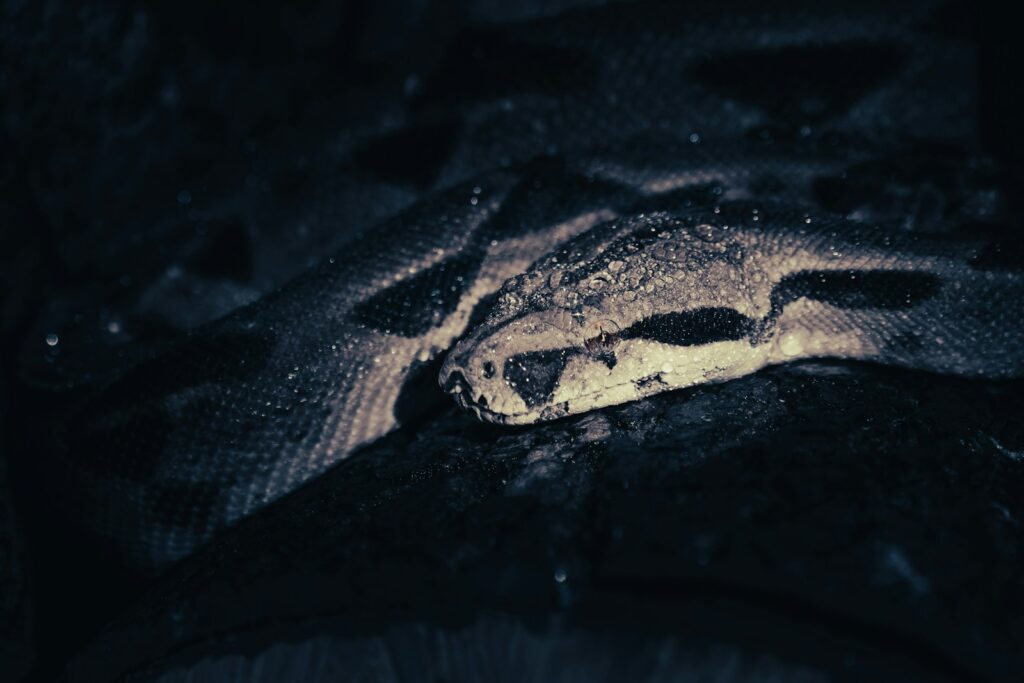 a close up of a snake on a blanket.