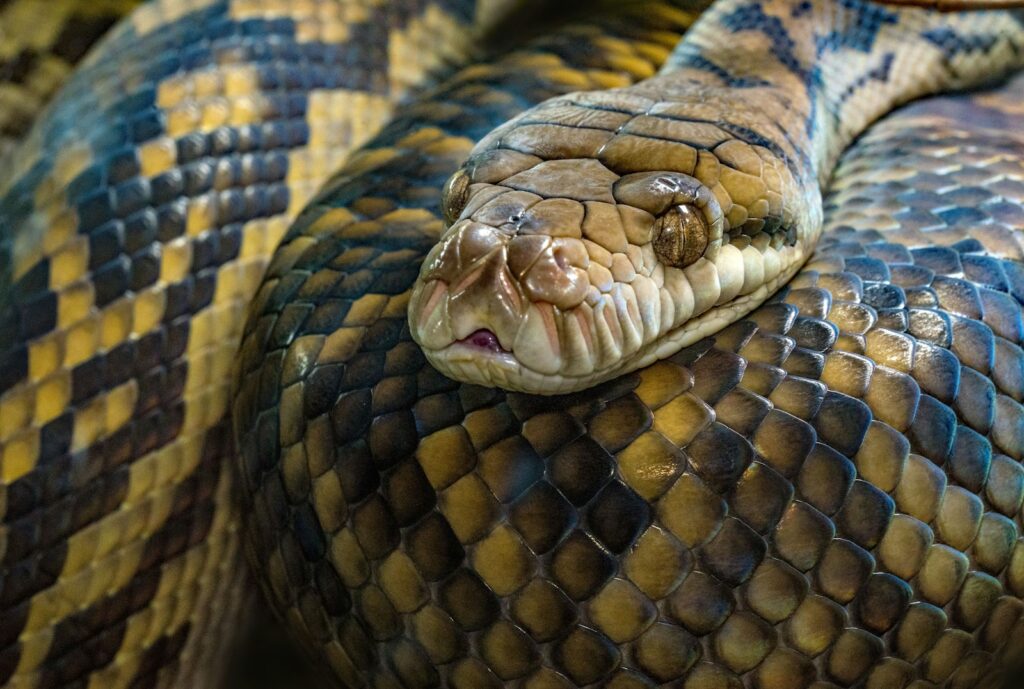 Brown and black snake