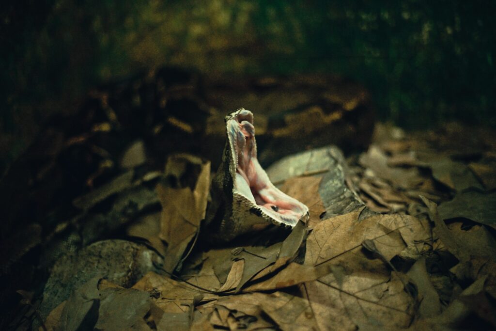 brown snake under dried leaves.