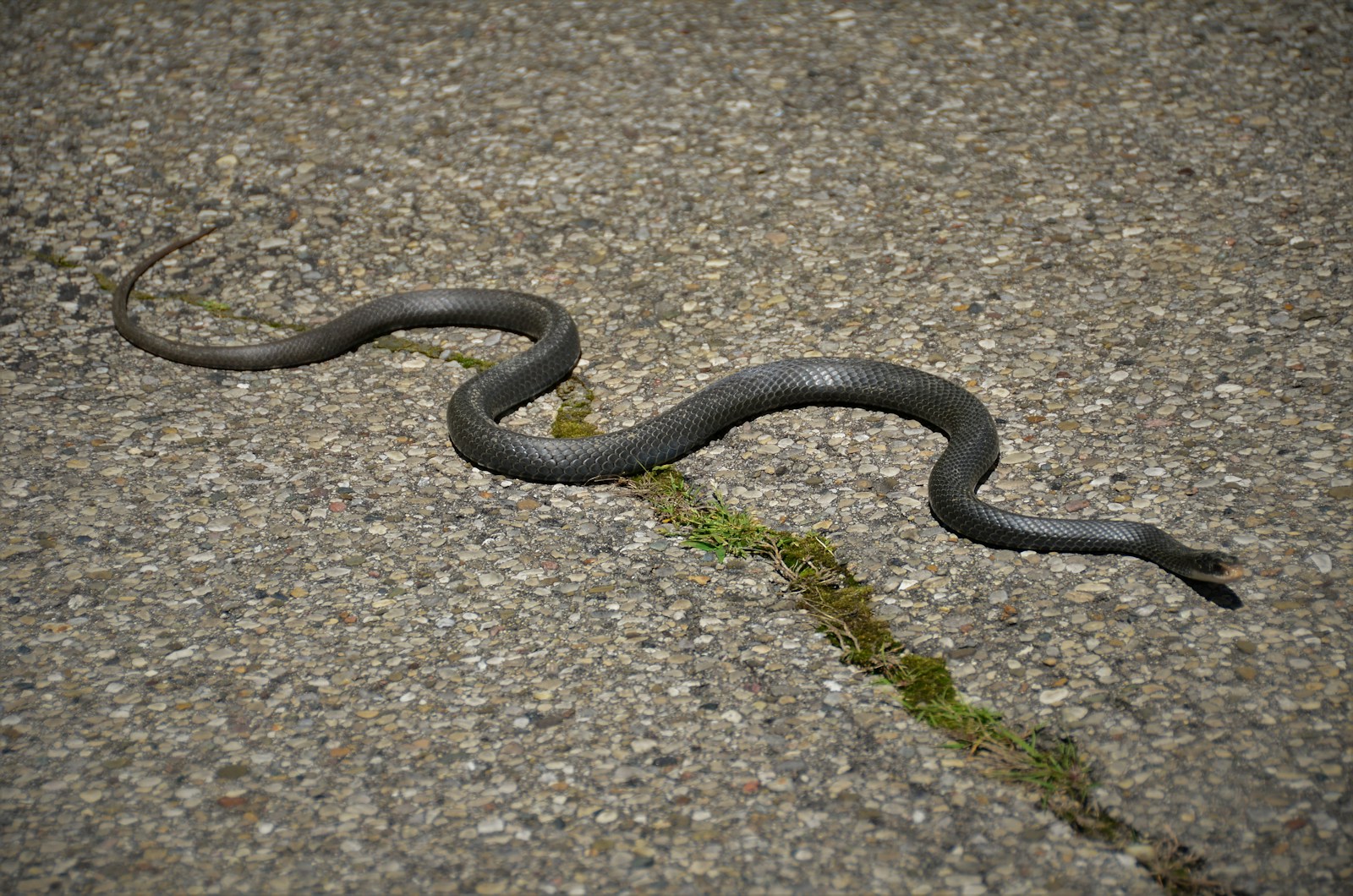 Black snake on gray ground